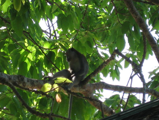 ...und in den Baeumen an unserem Restaurant