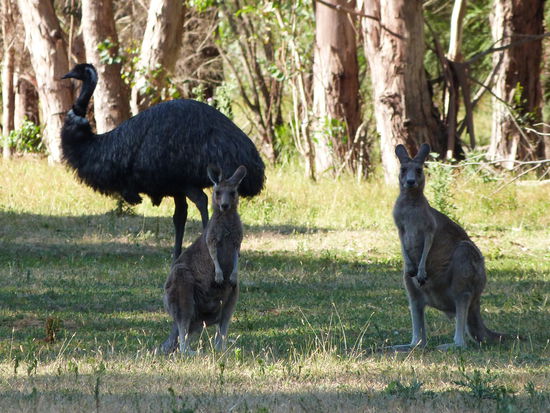 vor wem sollte man hier mehr Angst haben?