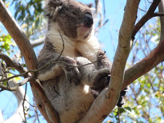 einfach nur knuffig...
