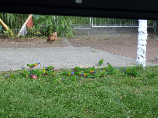sieht man bei uns nur im Kaefig u no ned amal da hab ich's gsehn...