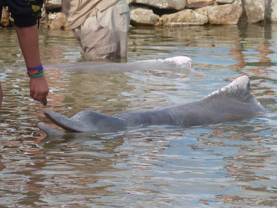 und sein name ist Flipper......