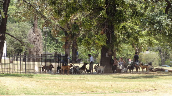 Hundesitting in BA mal ganz anders, bis zu 12 Hunden werden von einem Hundesitter ausgefuehrt,weil das Herrchen wiedermal keine Zeit fuer seinen Liebling hat.