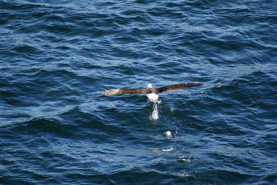 Albatros beim Startversuch