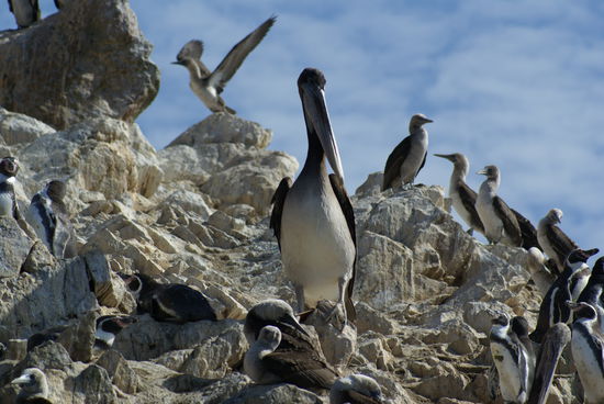 Zitat Faebu: "Wie ein Fueller steht der Pellikan"