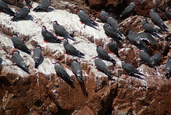 Von uns selbst ernannte "Rotschnaebeler"