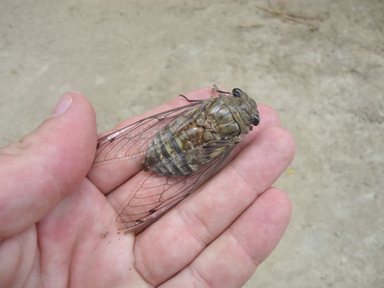 Riesenkaefer auf Faebu's Hand