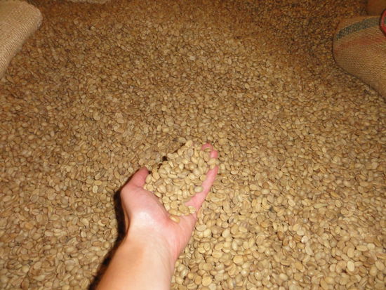 Die Kaffeebohnen kommen ungeroestete nach Europa und in die USA