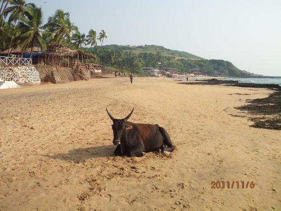 Heilige Kuh am Strand von Anjuna.