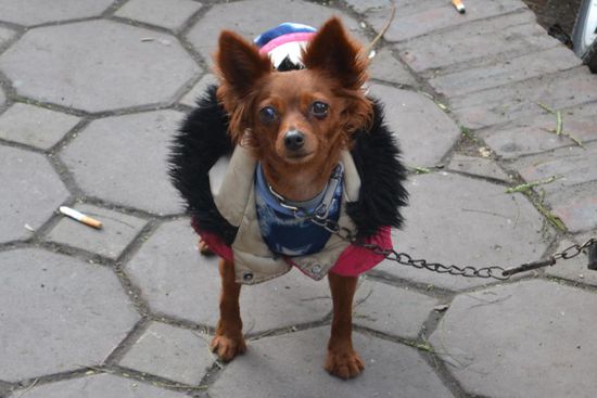 Hunde werden in Vietnam geliebt. Sei es nun als... Haustier