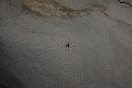 Eine Riesenspinne in einer laotischen Höhle. Die weltweit groessten Spinnen sollen in Laos - in Höhlen - vorkommen.
http://de.wikipedia.org/wiki/Heteropoda_maxima