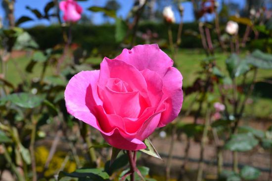 In Ooti entdeckte ich eine neue Leidenschaft - Rosen.