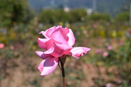 ...und gleich nochmals eine Schoenheit.