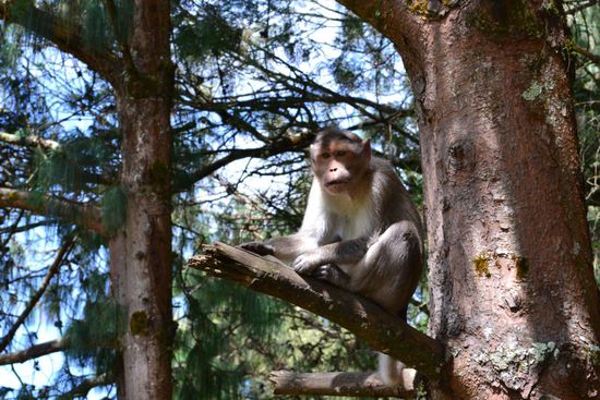 Affen sind hier im Sueden Indiens stets praesent. 