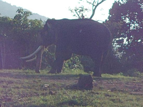 Auf Safari im Mudumalay National Park. Neben Rehen, Affen, einem Bison, Elefanten sahen wir sogar einen Baeren.