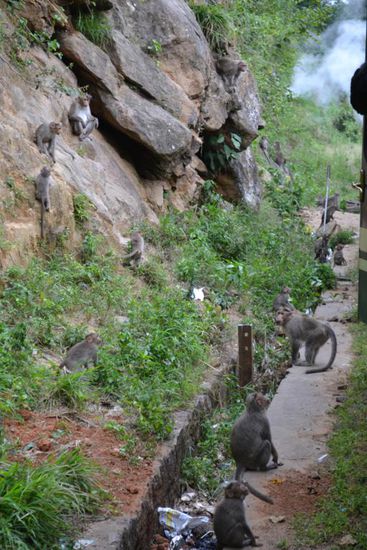 An einer Bahnstation warten Affen ungeduldig auf uns.