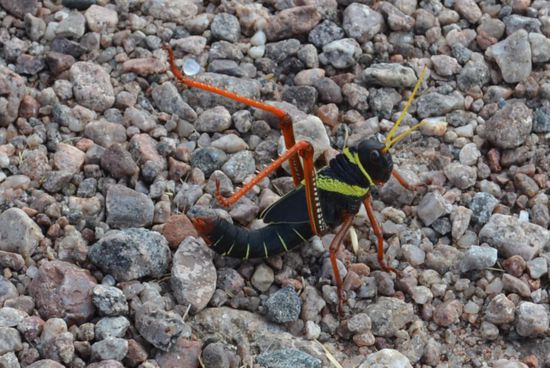 ...dafür sind die Strassen voll von Heuschrecken.