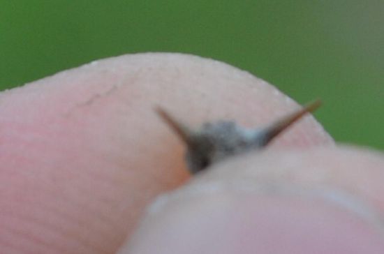 Die Übeltäter - heimtückische Dornen.