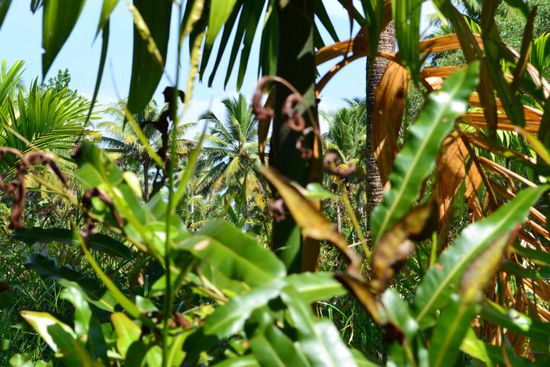 ...verbesserte sich dann aber rasant mit einem Bootsauflug in die Keralan Backwaters.