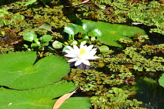 ...meine in Ooti gefundene Leidenschaft fuer Rosen hielt auch in den Backwaters an.