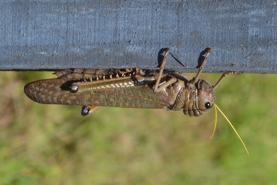 Was für ein Prachtskerl 