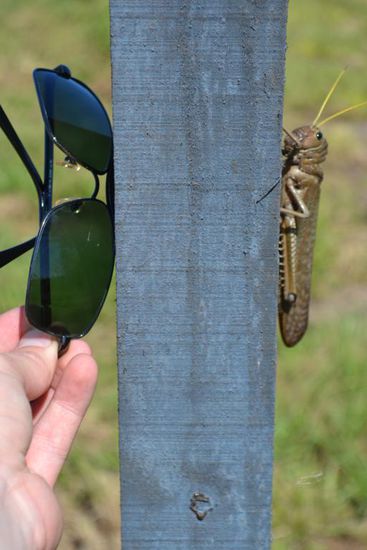 Riesenheuschrecke auf dem Weg nach Famailla. Das Insekt war grösser als so manch ein Vogel.