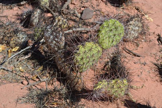 Solch einen Kaktusstachel hatte ich im Schienbein und musste deshalb meine Weiterreise per Fahrrad bis auf weiteres verschieben.