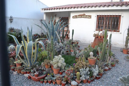 Weil ich kein schlechter Velierer sein wollte, besuchte ich am nächsten Tag das örtliche Kaktushaus "la casa del cactus".