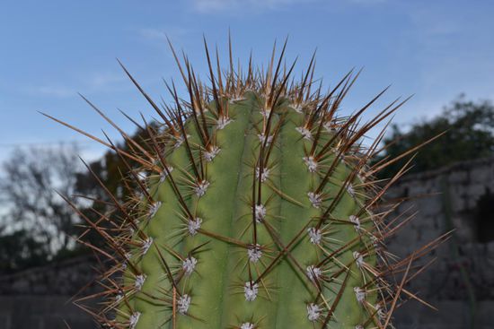 ...meine Beziehung zu Nordargentinischen Stacheln und Dornen kann mittlerweilen als etwas unterkühlt bezeichnet werden.