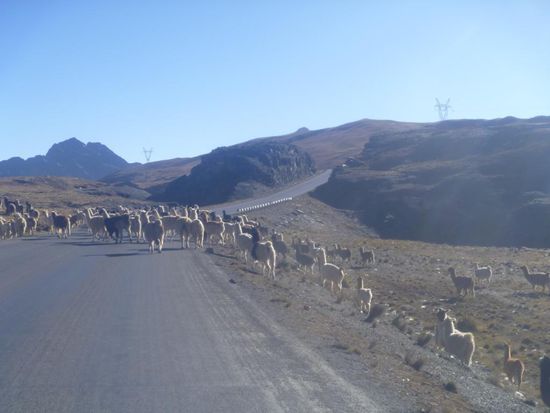 Lamas am Morgen unseres Bikeabenteuers.