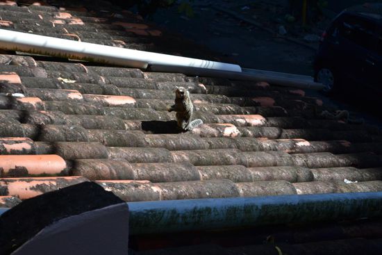 Ein sogenanntes "Mico" - kleines Äffchen - vom Hostelzimmer aus fotografiert.