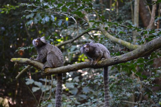 Schon wieder diese "Micos"