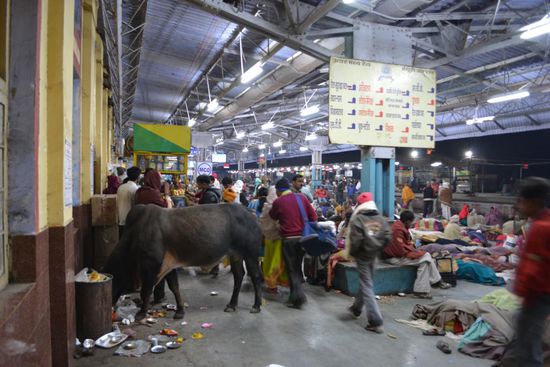 Am Bahnhof von Mathura: Ein Stier frisst Abfall und sucht sich seinen Weg durch schlafende Leute.