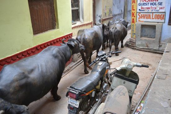 Durch die schmalen Gassen der Stadt draengt sich Mensch wie Tier.