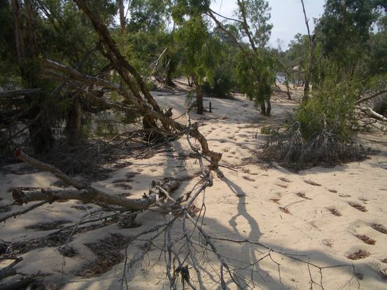 Wie schnell ist ein Kroko im Sand? Ich waere jedenfalls nicht sehr schnell wird mir bewusst
