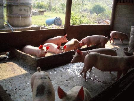 Besichtigung der Schweinefarm....