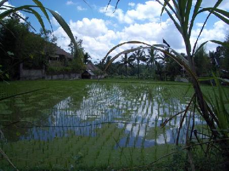 Reisfeld bei Ubud