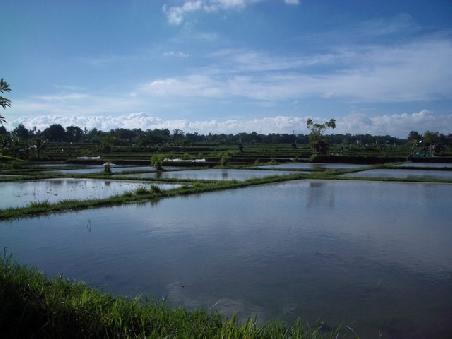 Reisfeld II bei Ubud