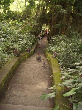 Affenwald in Ubud