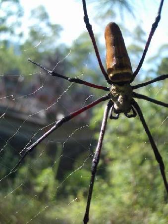 Spinne ohne Zoom (Koeper ca 10 cm lang)