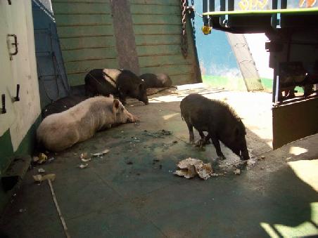 Schweine auf der Faehre