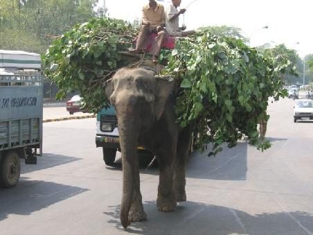 Ein Elefant in der Innenstadt von Dehli doch eher ungewohnlich
