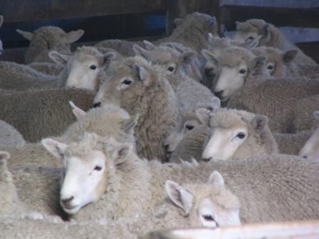 Kleine pfluffigen aber auch stinkenden Tierchen