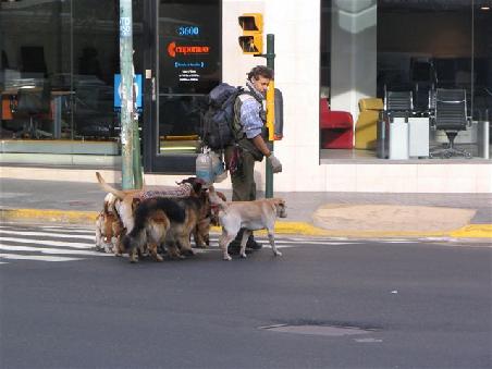 Dogwalker in BA