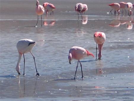 Da brat mir doch einer einen Flamingo