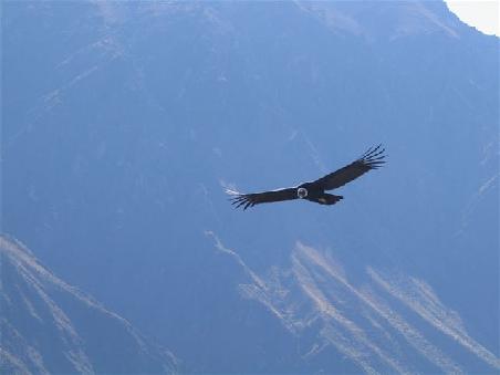 Condor