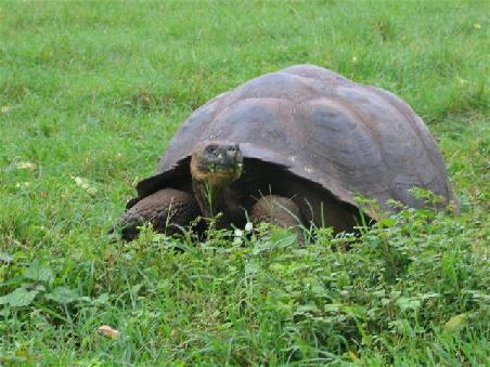 Riesenlandschildkroete