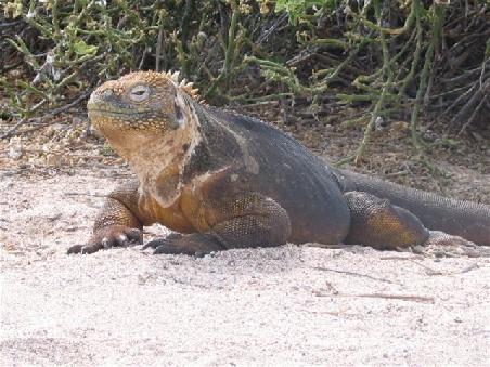 Leguan