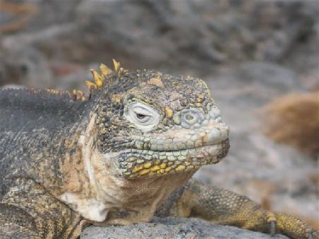 Leguan close up