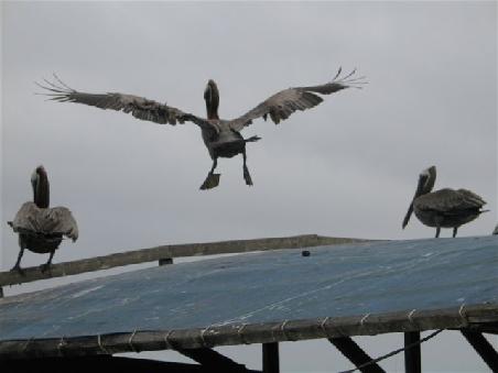 Und Pelikan im Landeanflug