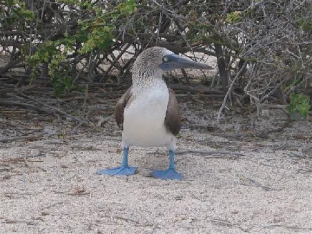 Blue Footed Boobie im Stillstand